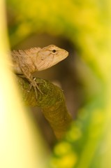 Oriental garden lizard