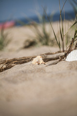 Skarby plaży © Rafal Kucharek