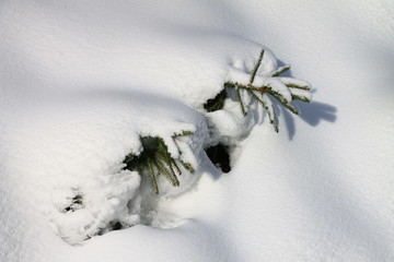 Snow cover across the small pine tree , winter moments