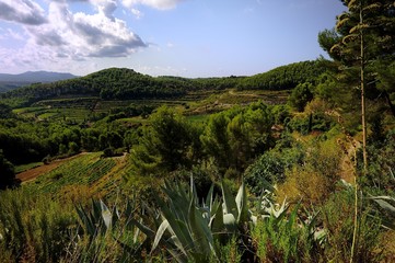 A France Vineyard in the hills