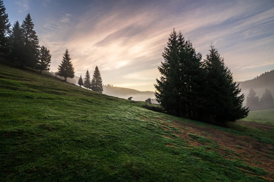 fir trees on  hillside meadow in fog before sunrise