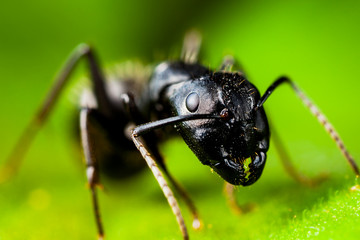 Carpenter ant