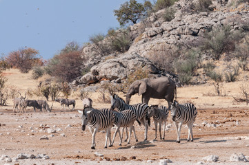 Zebras, Antilopen und Elefant am Wasserloch; Etosha; Namibia