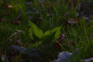 Nettle lies in grass with backlit by sunlight