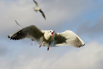 Black-headed Gull, Chroicocephalus ridibundus