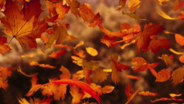 Slow motion animation of orange autumn leaves falling down. Closeup view. HD