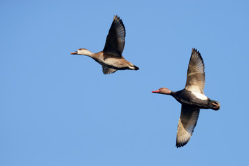 Red-crested Pochard, Netta rufina