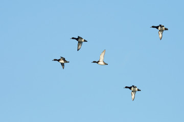 Tufted Duck, Aythya fuligula