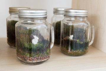 Terrarium in glass container