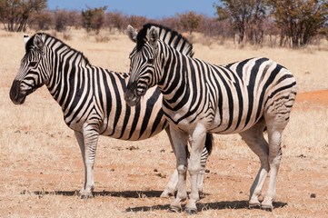 Fototapeta na wymiar Zebras im Etosha-Nationalpark