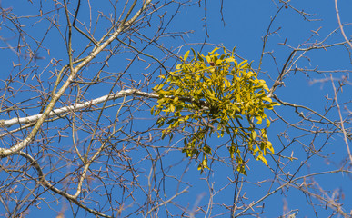 mistletoe plant on a tree