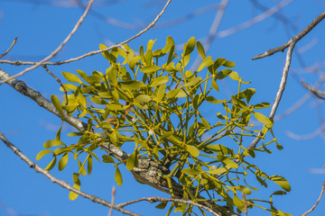 mistletoe plant on a tree