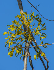 mistletoe plant on a tree