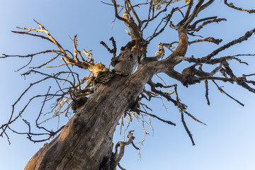 Large old deciduous tree with multiple radiating leafless branch