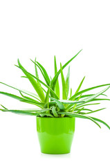 Aloe Vera im Blumentopf