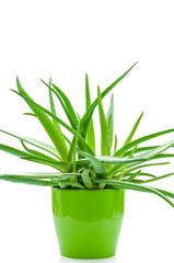 Aloe Vera im Blumentopf