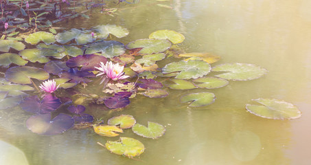 Pink lotus lake