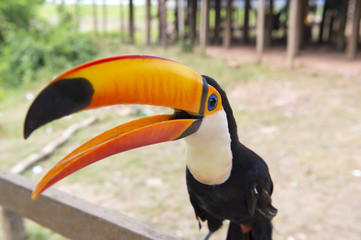 Fototapeta premium One toucan closeup