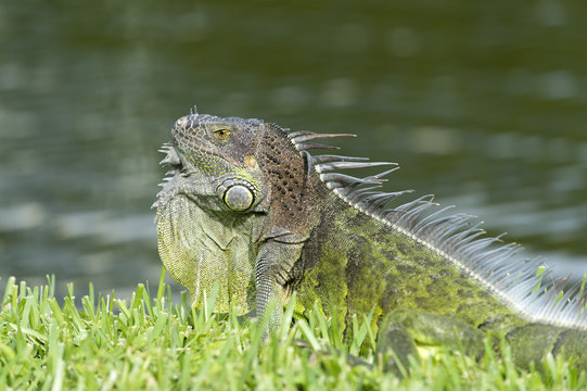 Wil Lizard Closeup