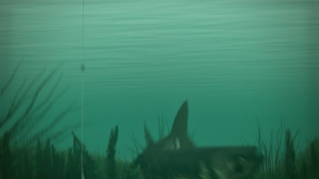 Underwater scene with the big fish swimming near the live bait on the hook.