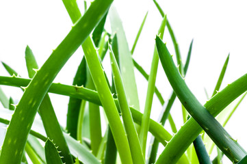 Obraz premium Aloe Vera im Blumentopf