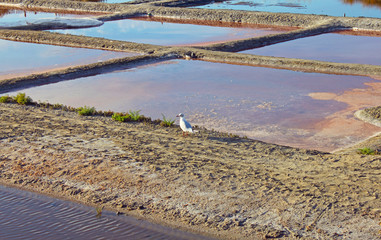 marais salant Vendée