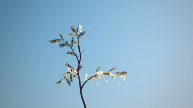 An abstract animation of growing lonely Dollar's tree on blue background. HD