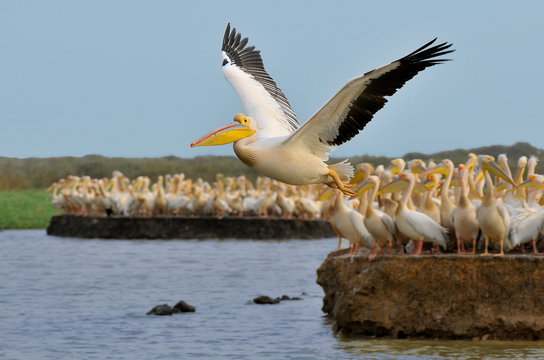 Pink Pelican in Senegal