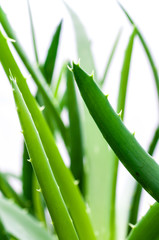 Aloe Vera im Blumentopf