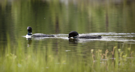 Loon on Remote and Reflective Mountain Lake
