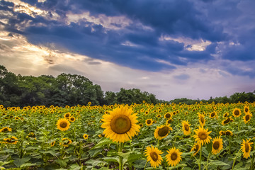 A field of sunflowers bloom beneath a stormy sky.