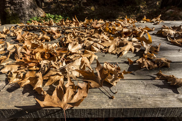 Fall leaves on rustic wooden table with the forest on the backgr