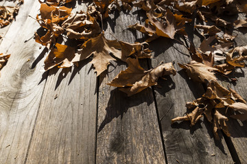 Fall leaves on rustic wooden background. Background image