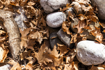 Close up of a couple of fallen autumn yellow leaves with wet gre
