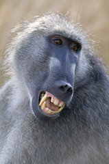 South Africa Kruger, national park an angry chacma baboon