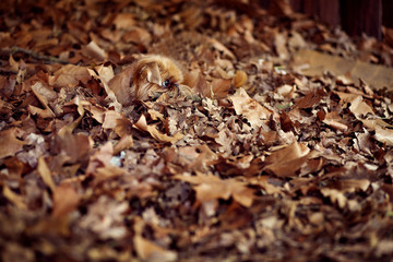 dog hide