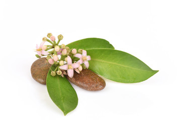 Ardisia polycephala Wall, Ardisia polycephala Wall.ex ADC, medicinal treatment.