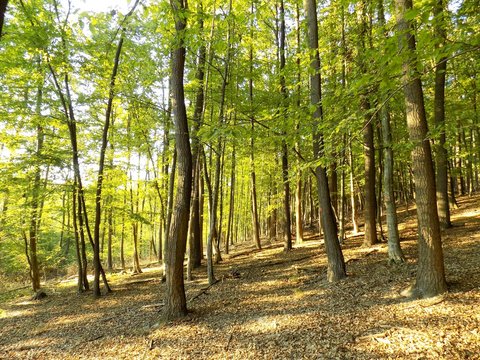 Deciduous forest