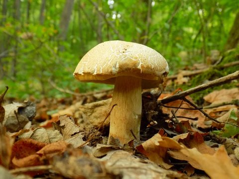 Oak mushroom in deciduous forest
