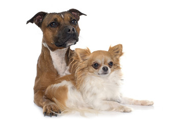 stafforshire bull terrier and chihuahua