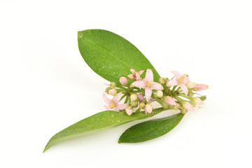 Ardisia polycephala Wall, Ardisia polycephala Wall.ex ADC, medicinal treatment.