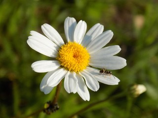 Ant on daisy