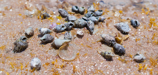 African Seashells
