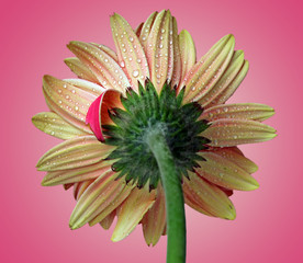 Gerber Daisy