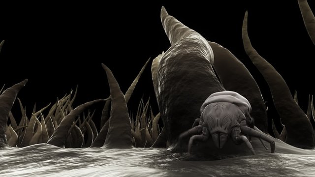 Small bugs living in a dust. It feeds on skin flakes from animals and human.