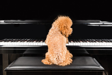 Concept of cute poodle dog playing upright grand piano
