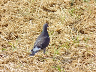 Pigeon on field