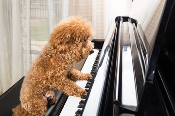 Concept of cute poodle dog playing upright grand piano © ThamKC