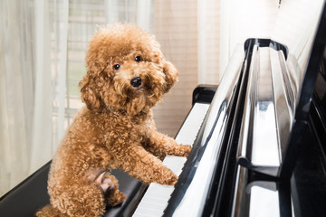 Concept of cute poodle dog preparing to play grand piano