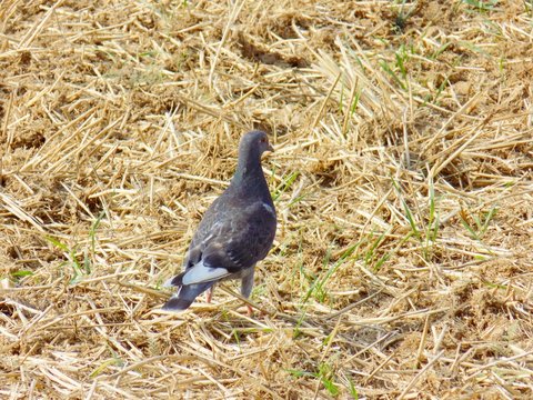 Pigeon on field